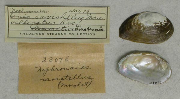 specimen