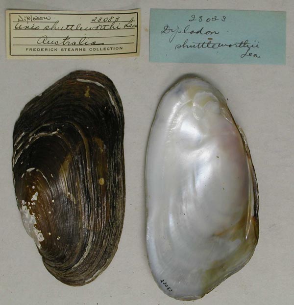 specimen