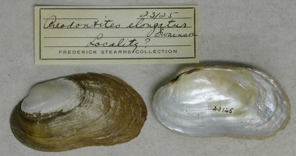 specimen