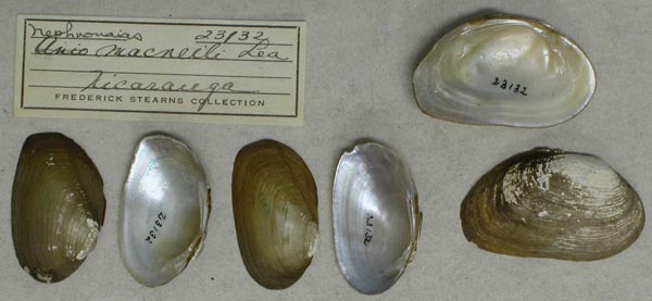 specimen