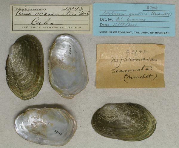 specimen