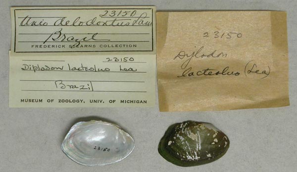 specimen
