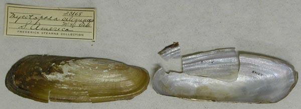 specimen