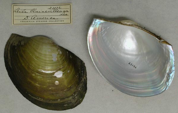 specimen