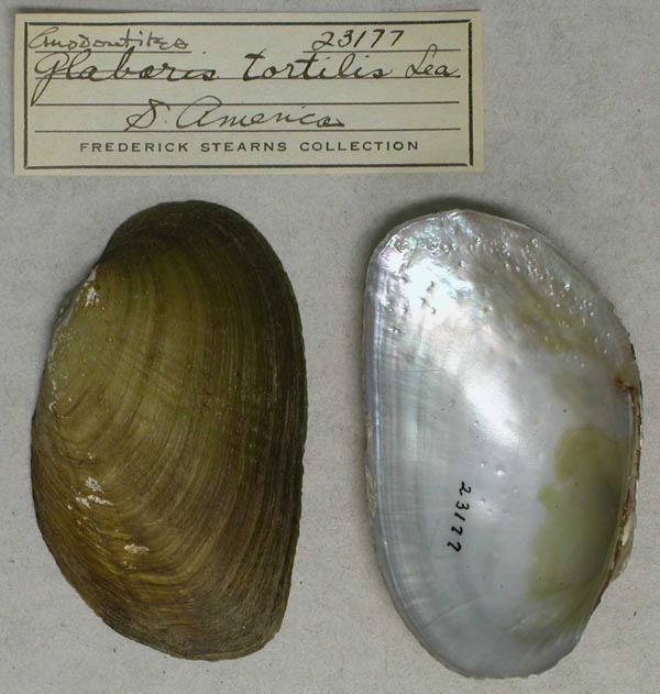 specimen