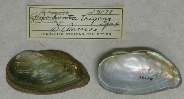 specimen