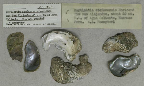 specimen