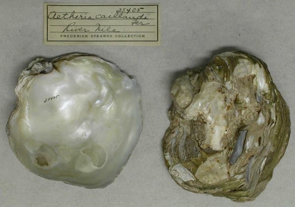 specimen