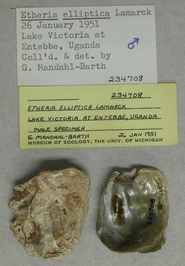 specimen