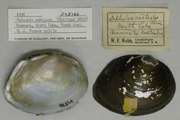 specimen