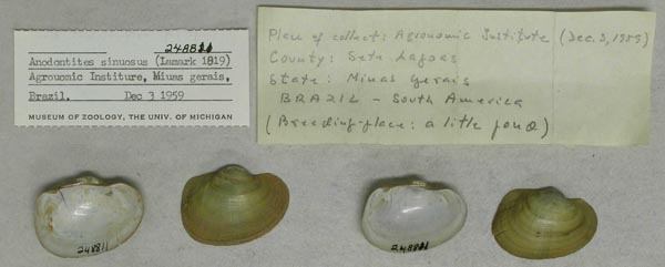 specimen