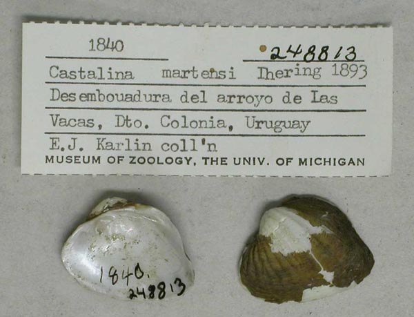 specimen