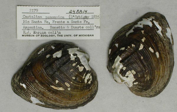 specimen