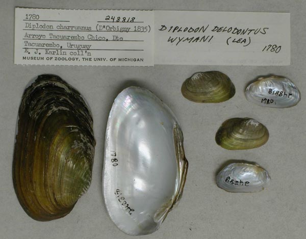 specimen