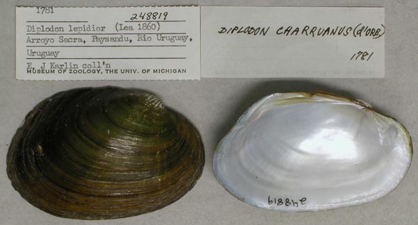 specimen