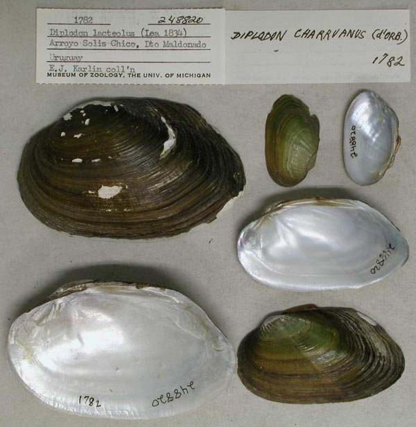 specimen
