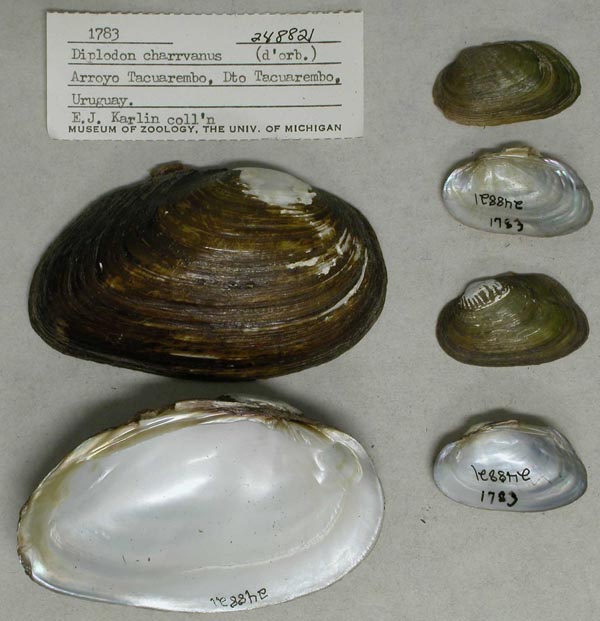 image of lot UMMZ_248821 image of lot UMMZ_248821