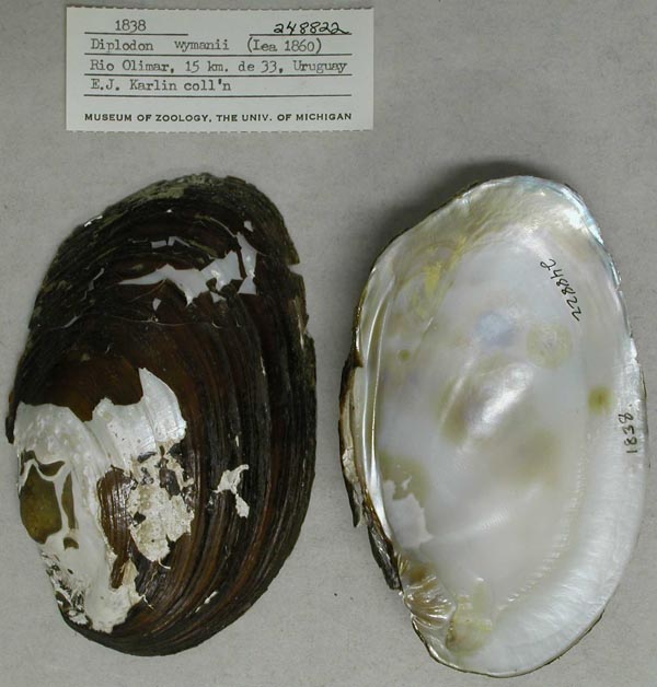 specimen