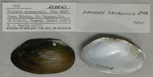 specimen