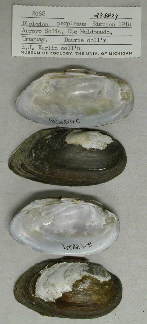 specimen