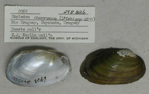 specimen