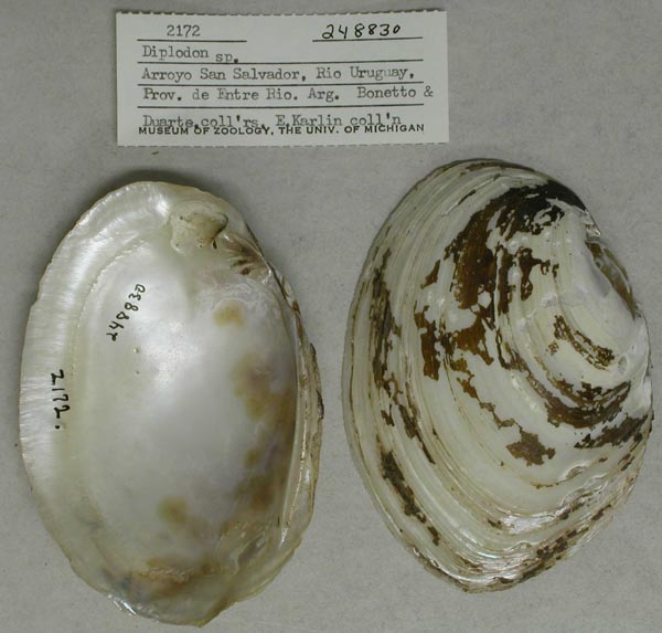 specimen