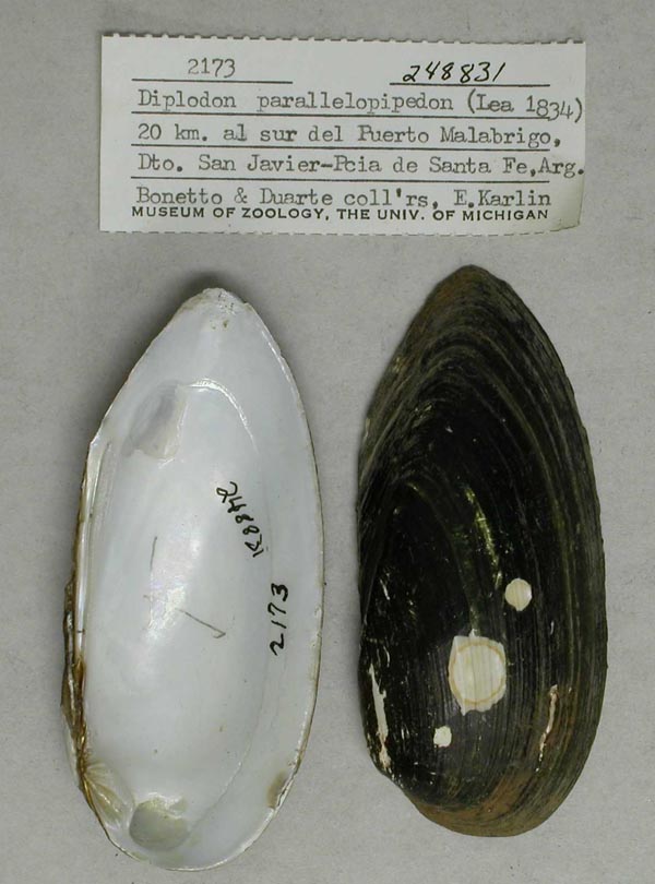 specimen