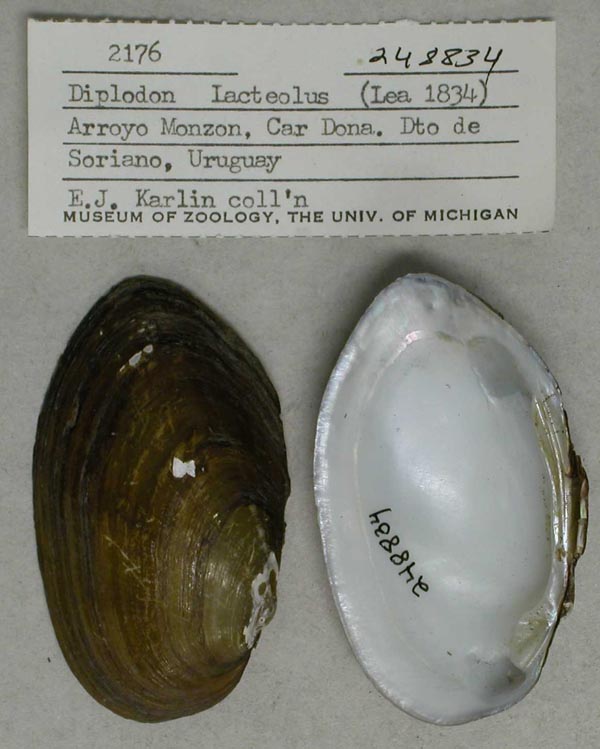 specimen