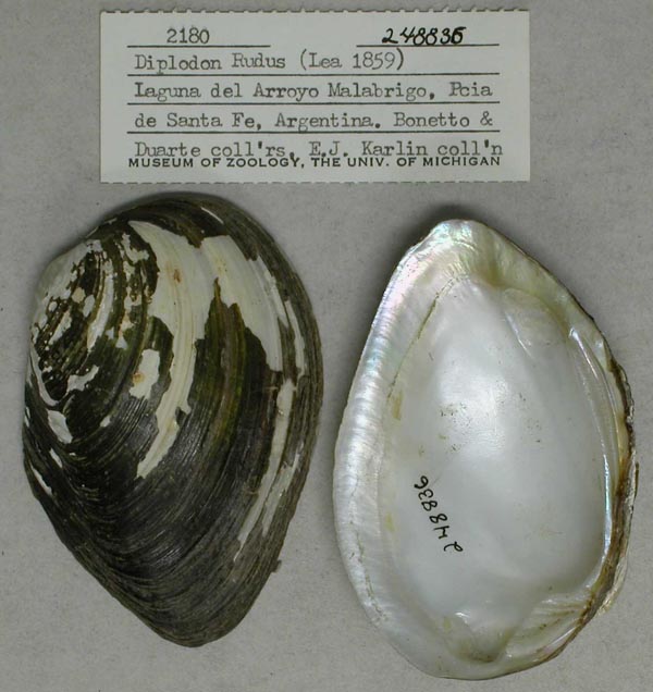 specimen