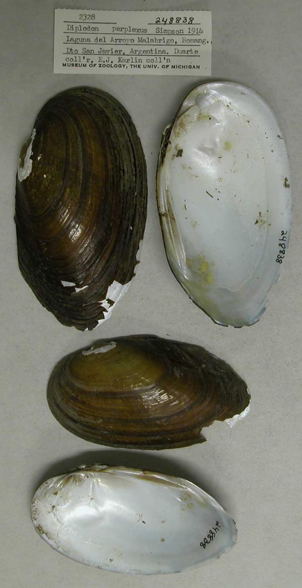 specimen