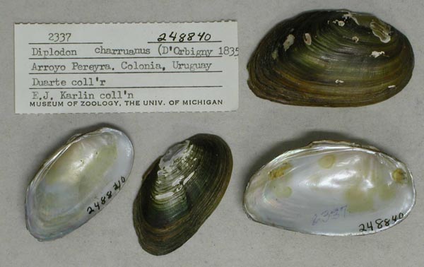 specimen