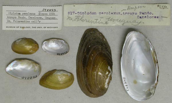 image of lot UMMZ_248843 image of lot UMMZ_248843