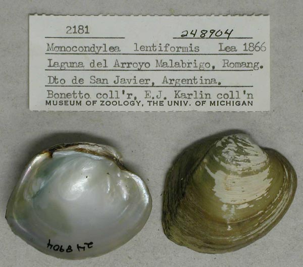 specimen