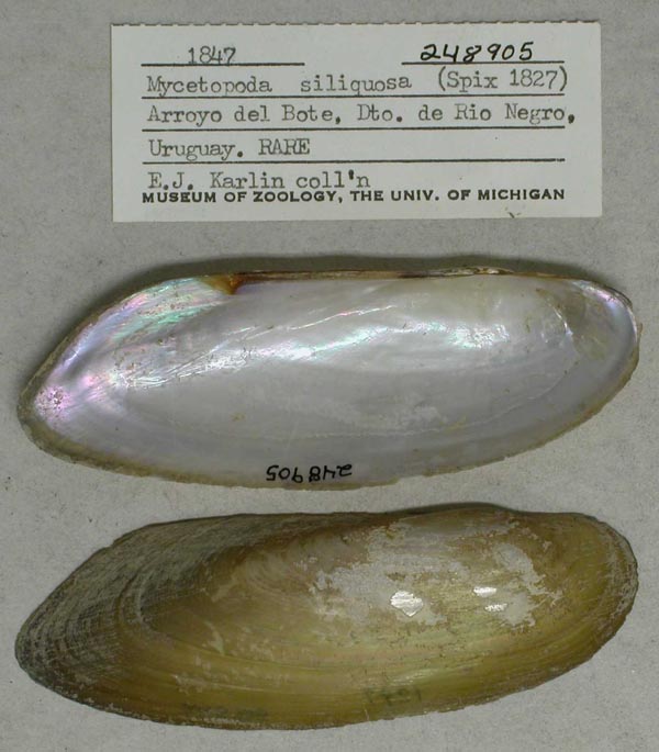 specimen