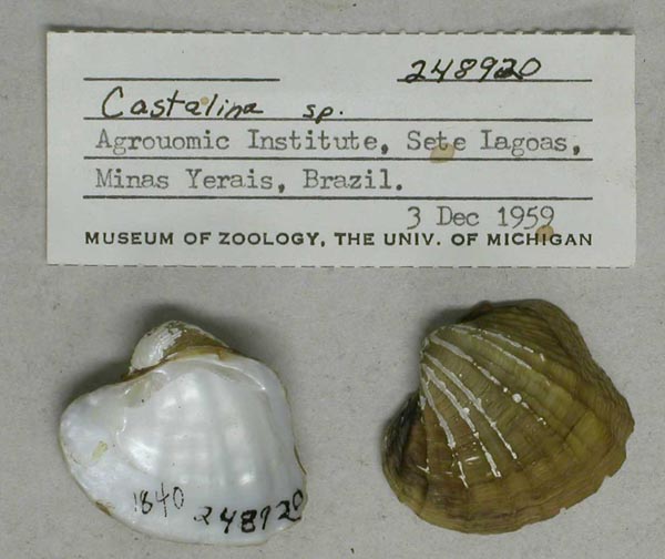 specimen