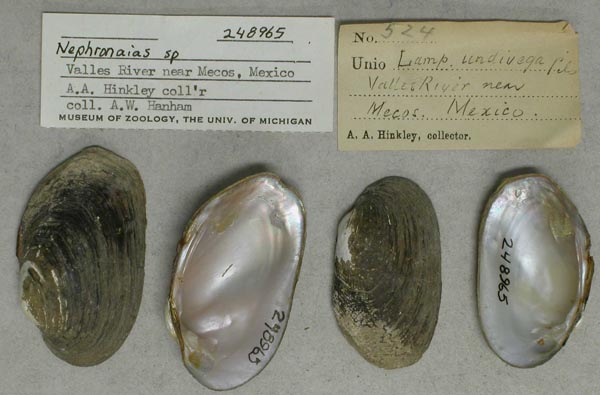 specimen