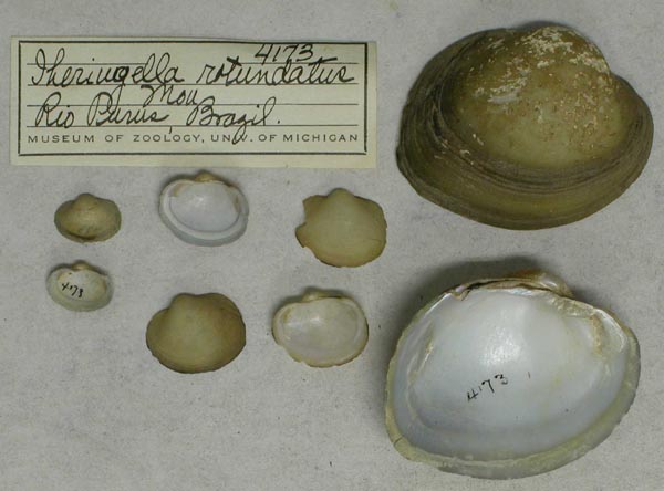 specimen