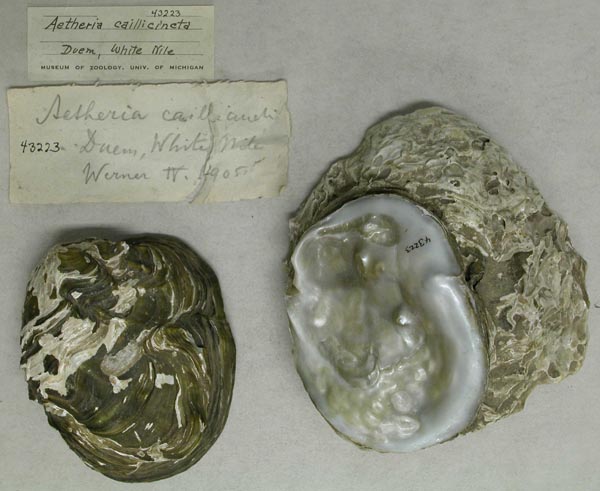 specimen