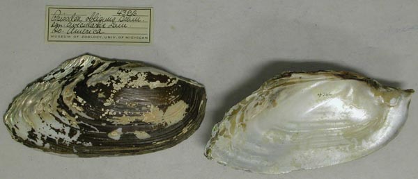 specimen