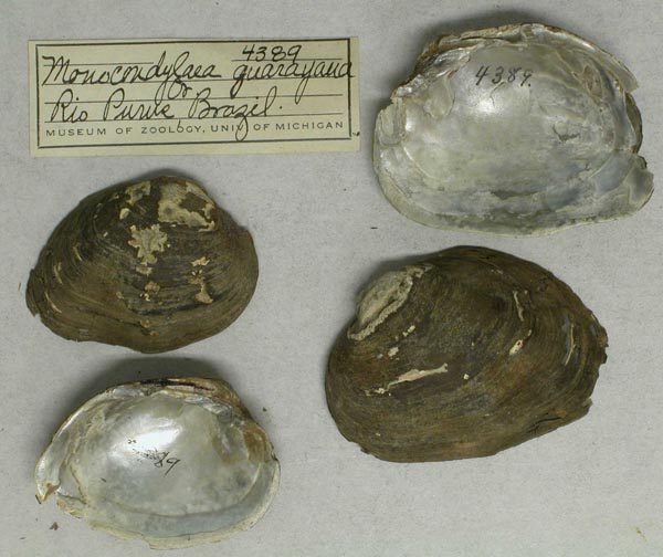 specimen