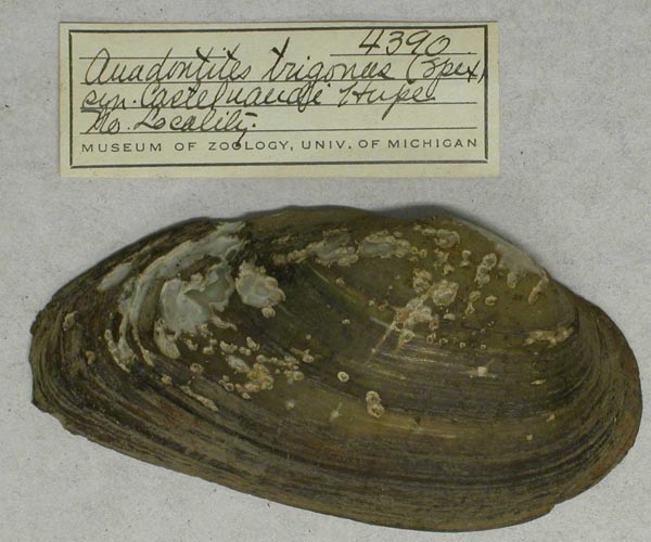 specimen