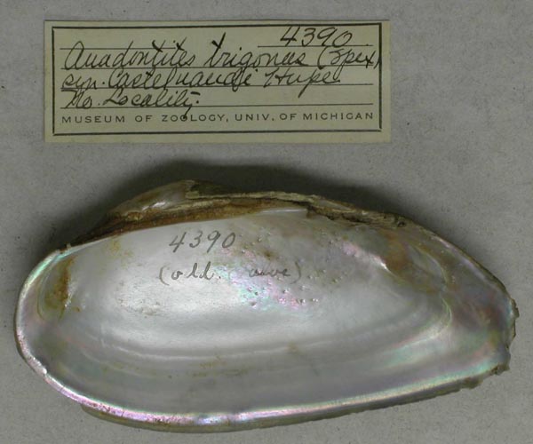 specimen