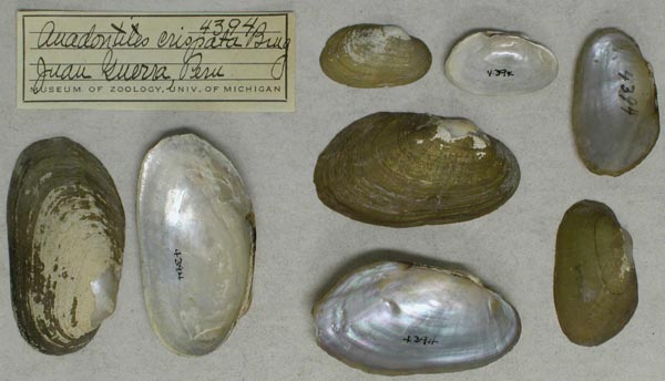 specimen