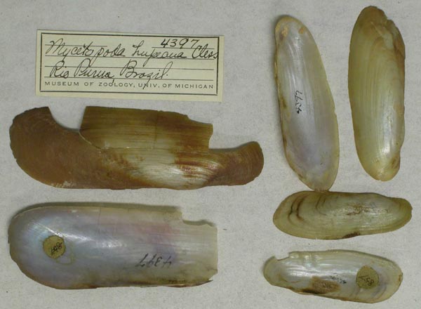 specimen