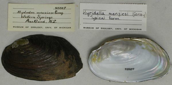 specimen