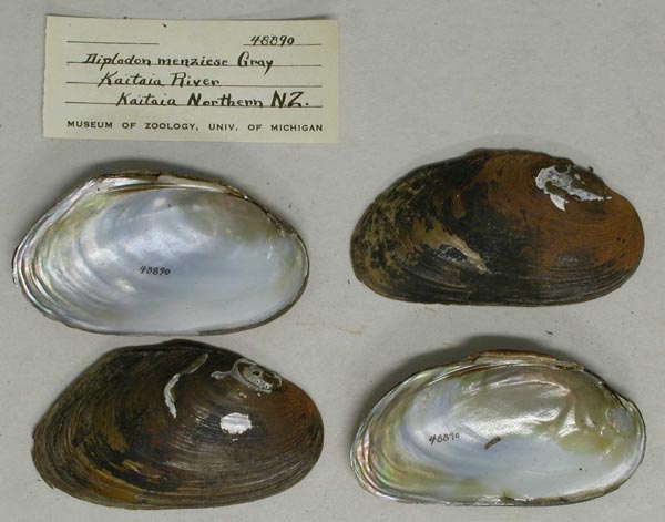 specimen