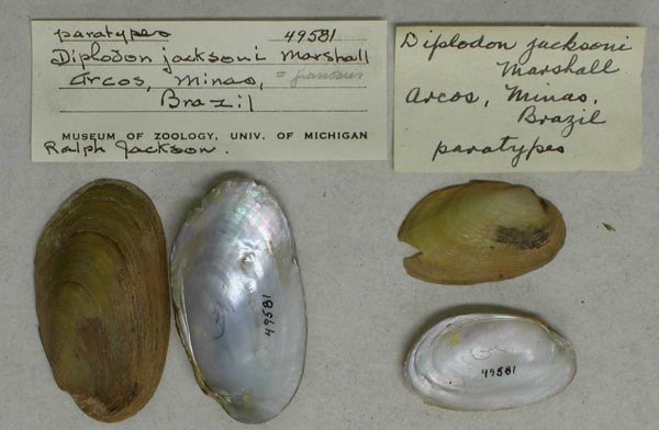 specimen