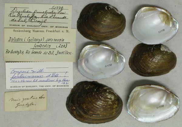 image of lot UMMZ_51778 image of lot UMMZ_51778