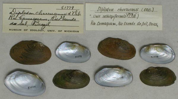 specimen