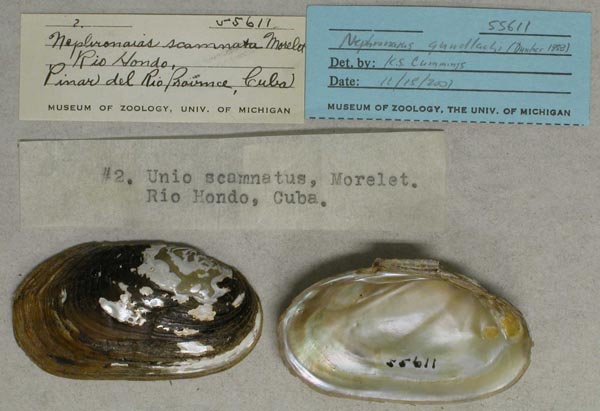 specimen